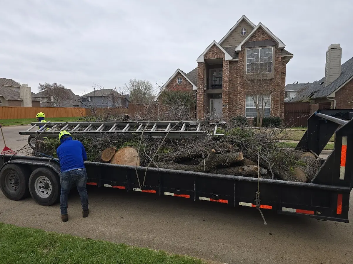 Expert Tree Removal with proper safety equipment in Jacksonville